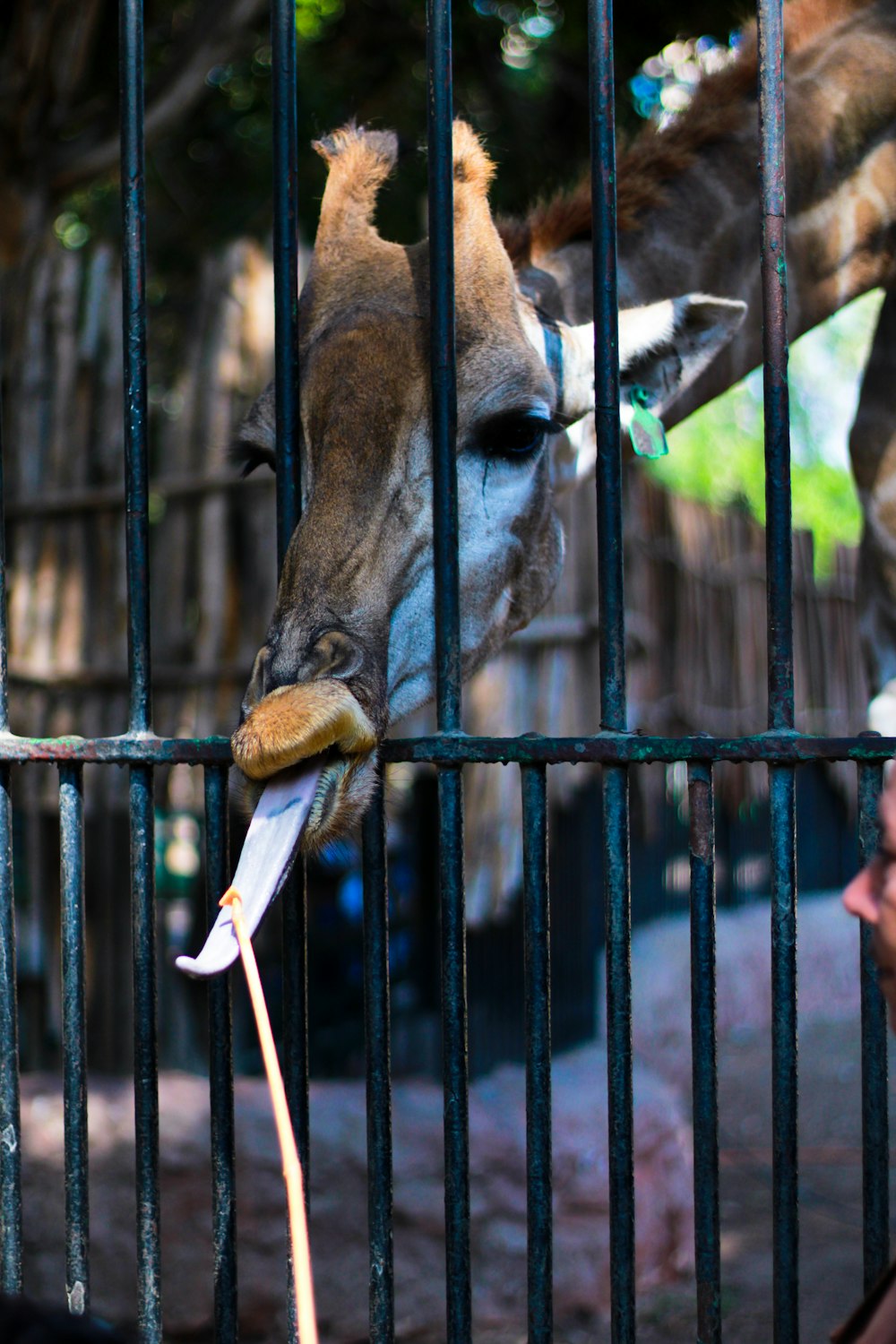 brown deer eating grass during daytime