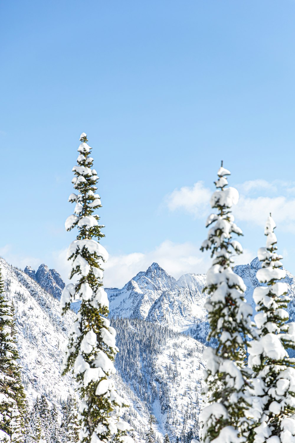 pini sulla montagna innevata durante il giorno