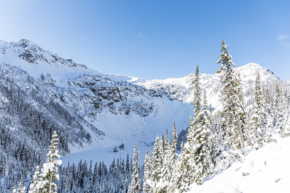 green pine trees on snow covered mountain during daytime