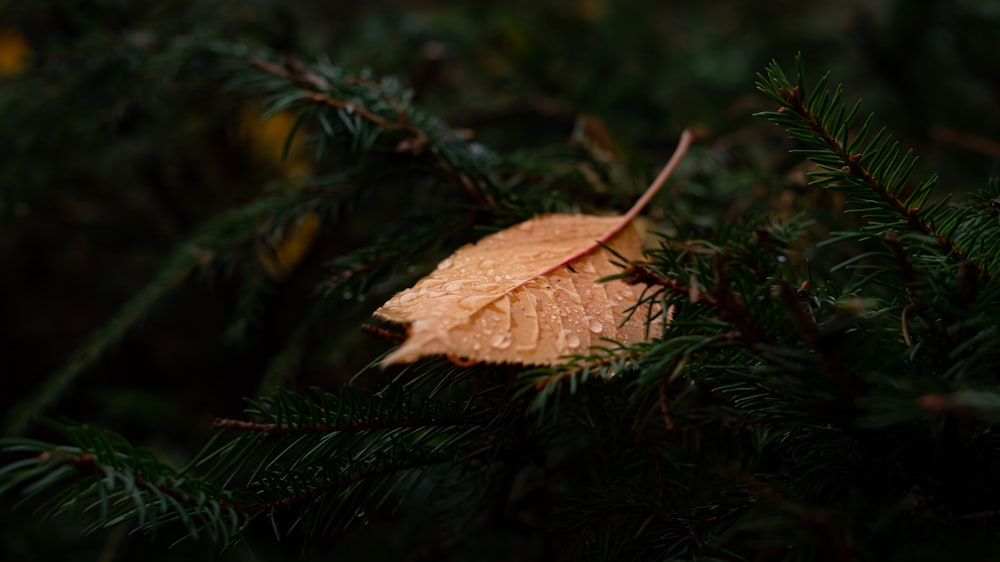 brown leaf on green pine tree