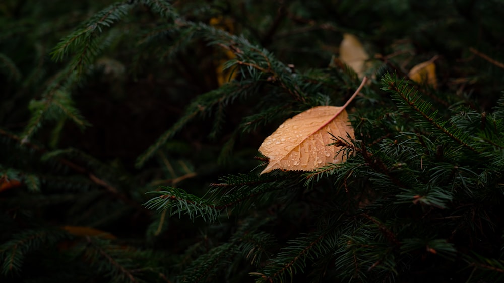 brown leaf on green leaves
