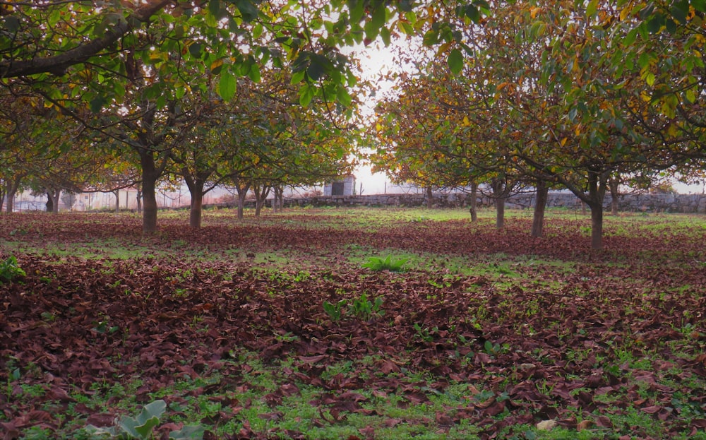 green and brown trees on green grass field during daytime