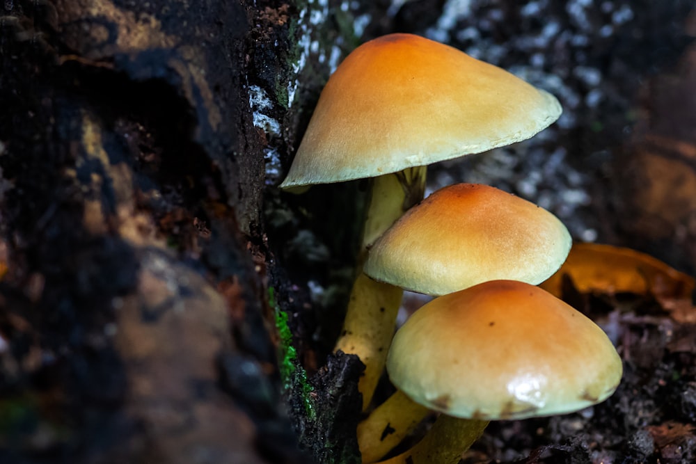 brown and white mushroom on black tree trunk