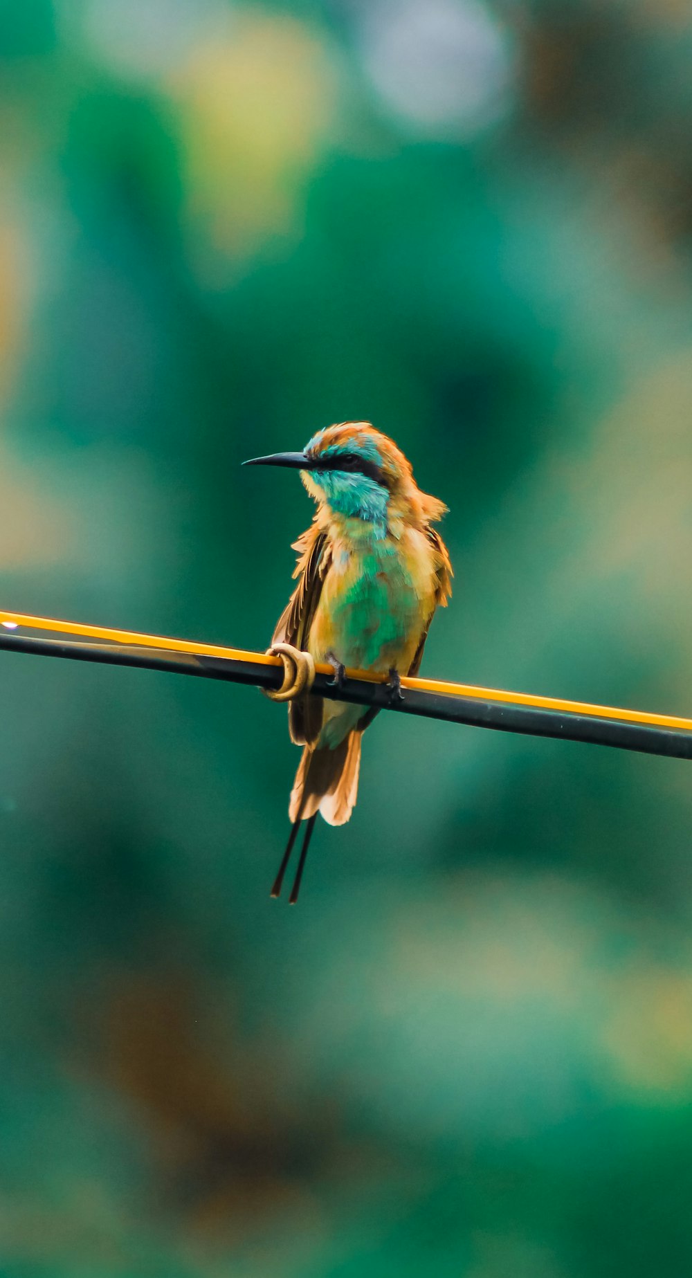 green and brown bird on brown stick