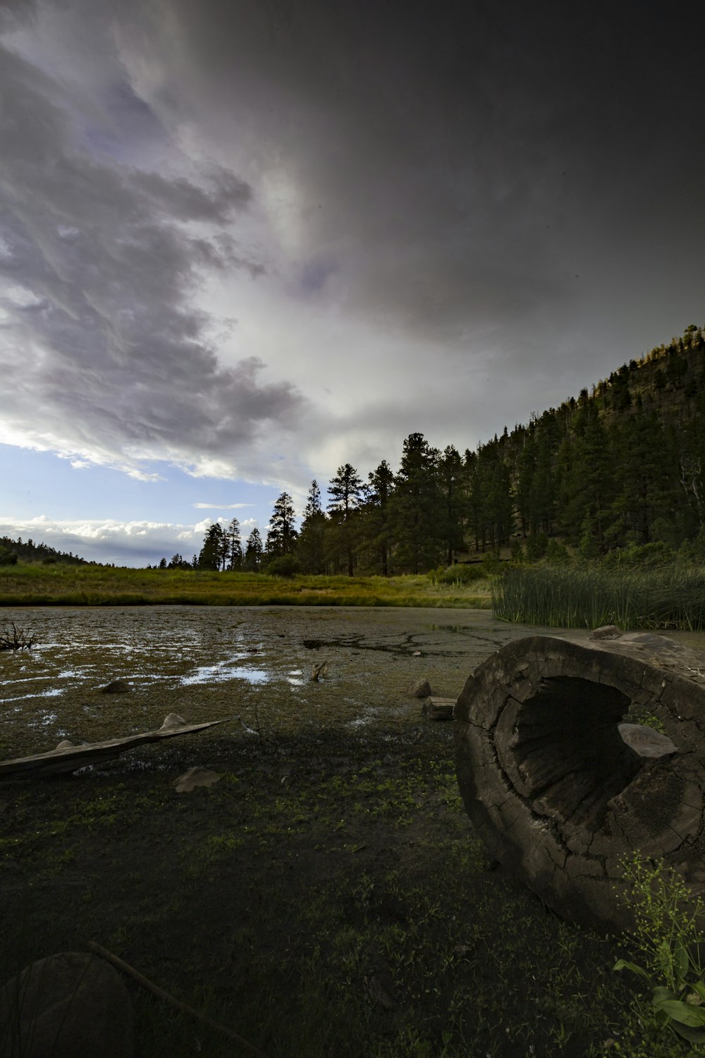 green trees beside river under cloudy sky during daytime