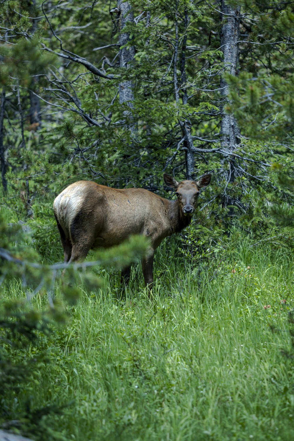 brown and white animal on green grass field