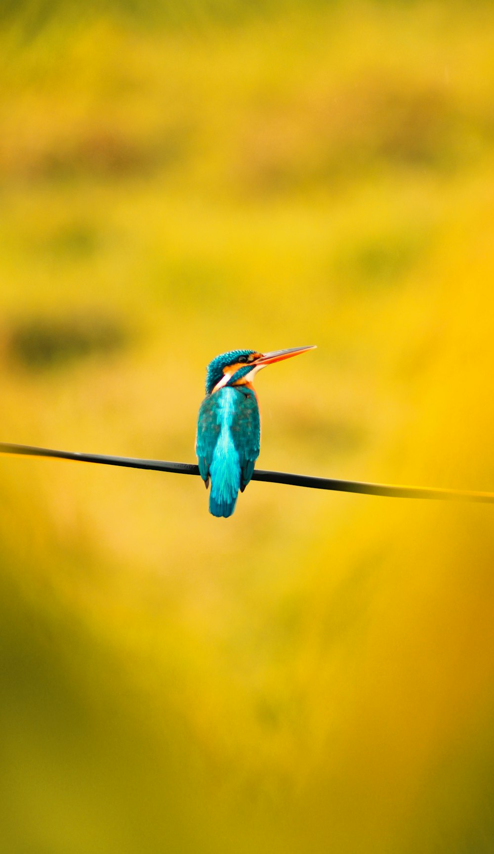 blauer und grüner Vogel auf schwarzem Draht