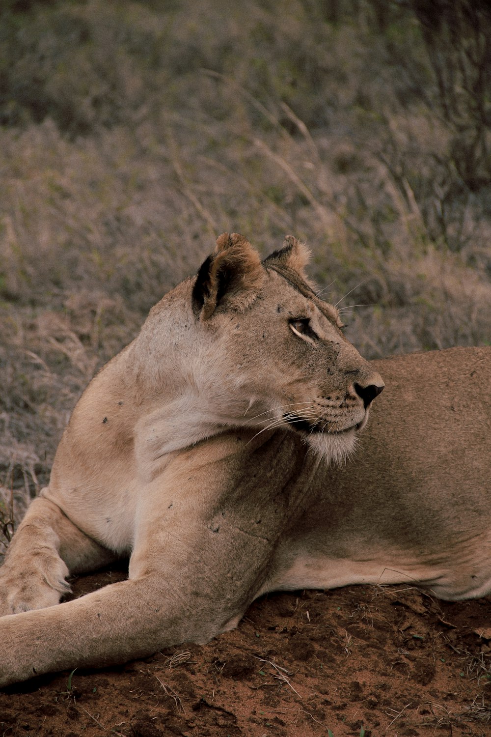 brown lioness on brown grass field during daytime