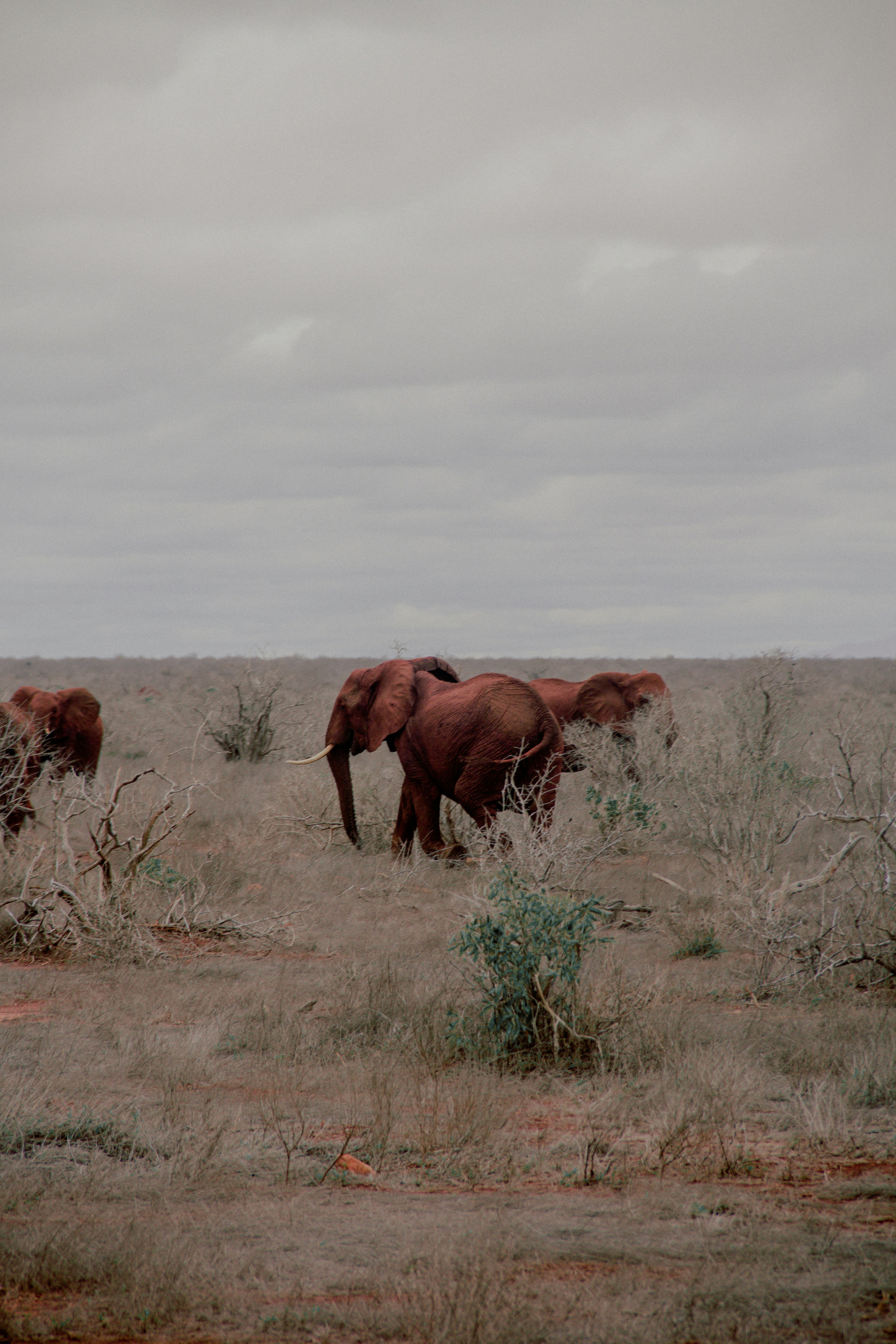 Red elephants walking in Tsavo National Park dry savannah landscape