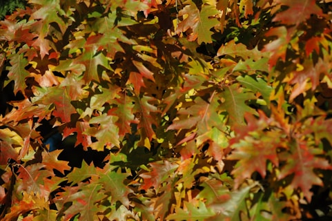 red and green maple leaves