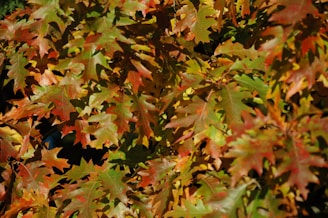 red and green maple leaves