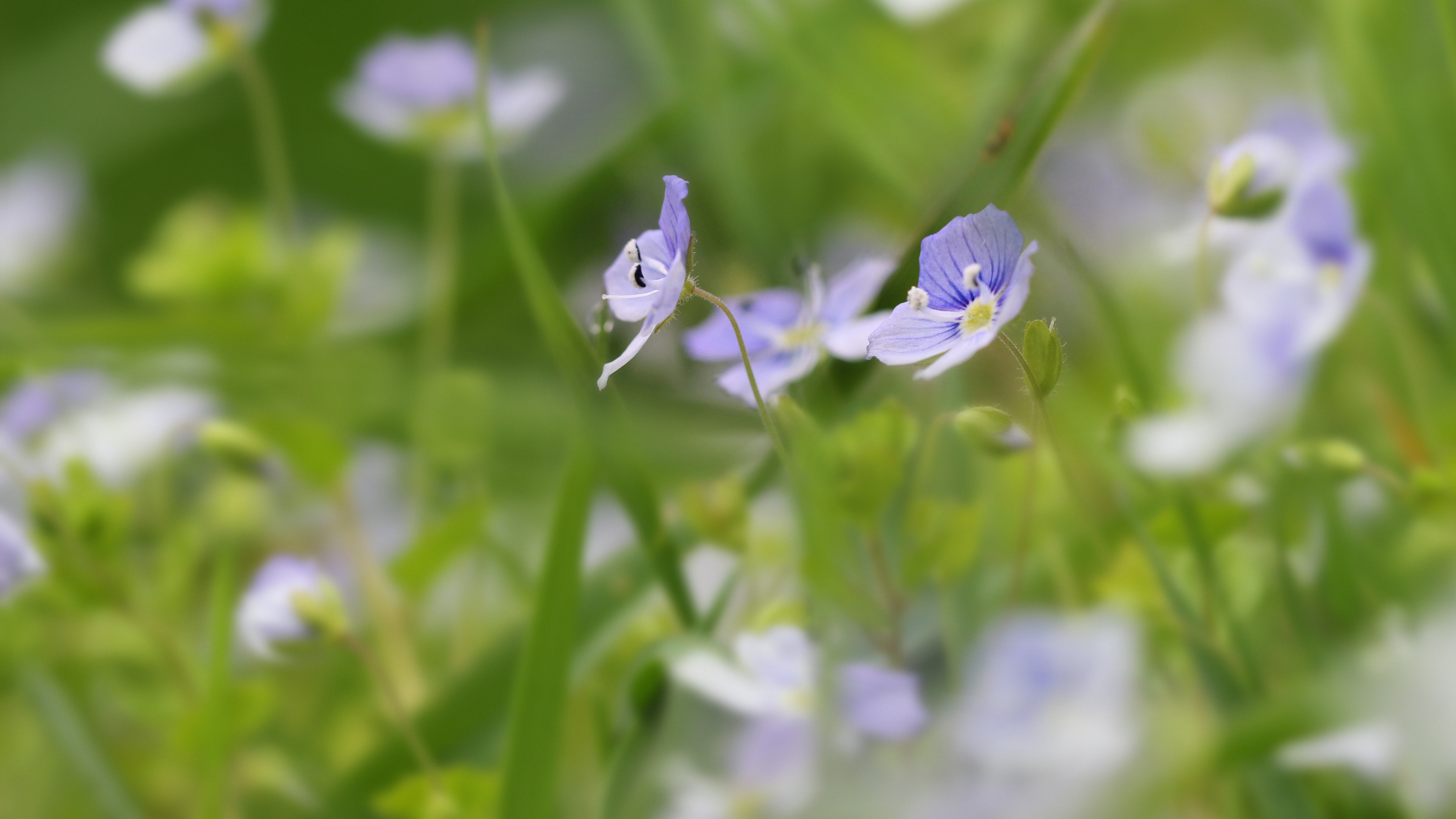 Photo by bigponorris