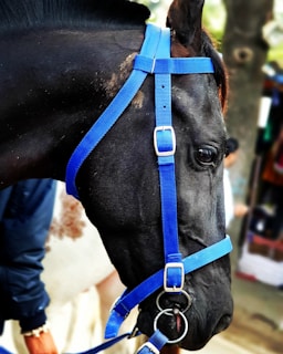 Close-up of a digital head number attached to a horse's bridle during a competition.