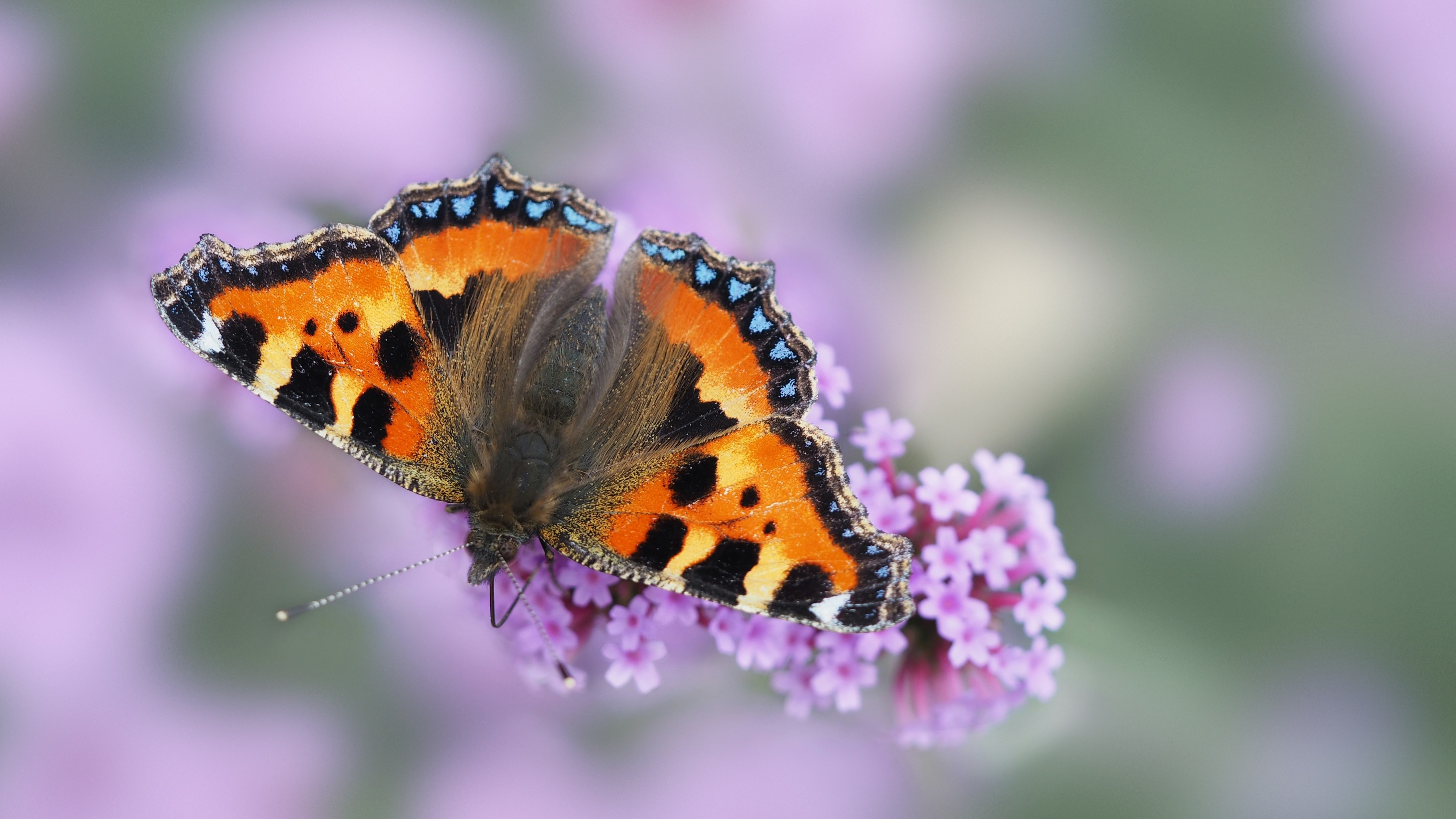 Photo by bigponorris