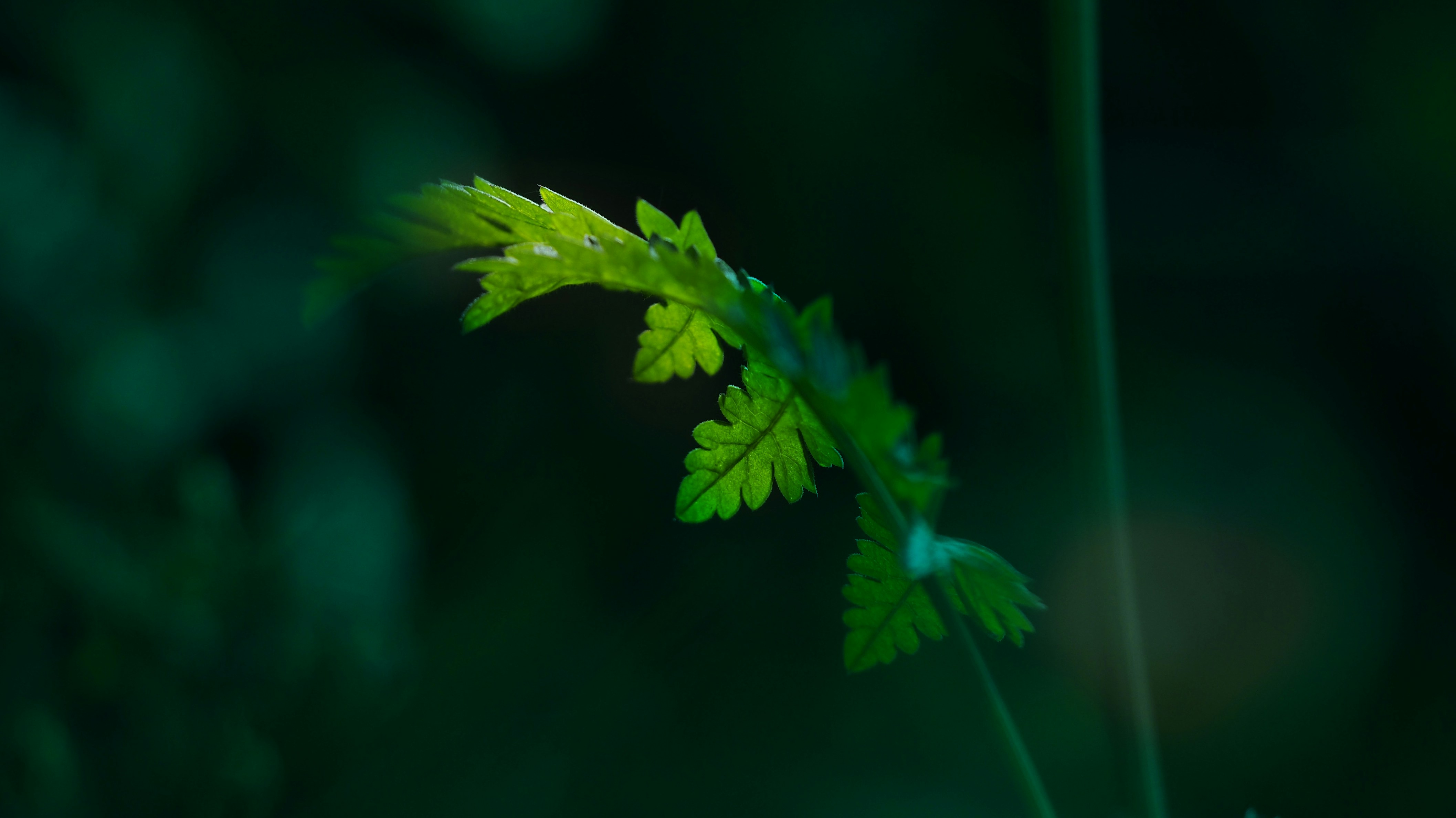 Photo by bigponorris