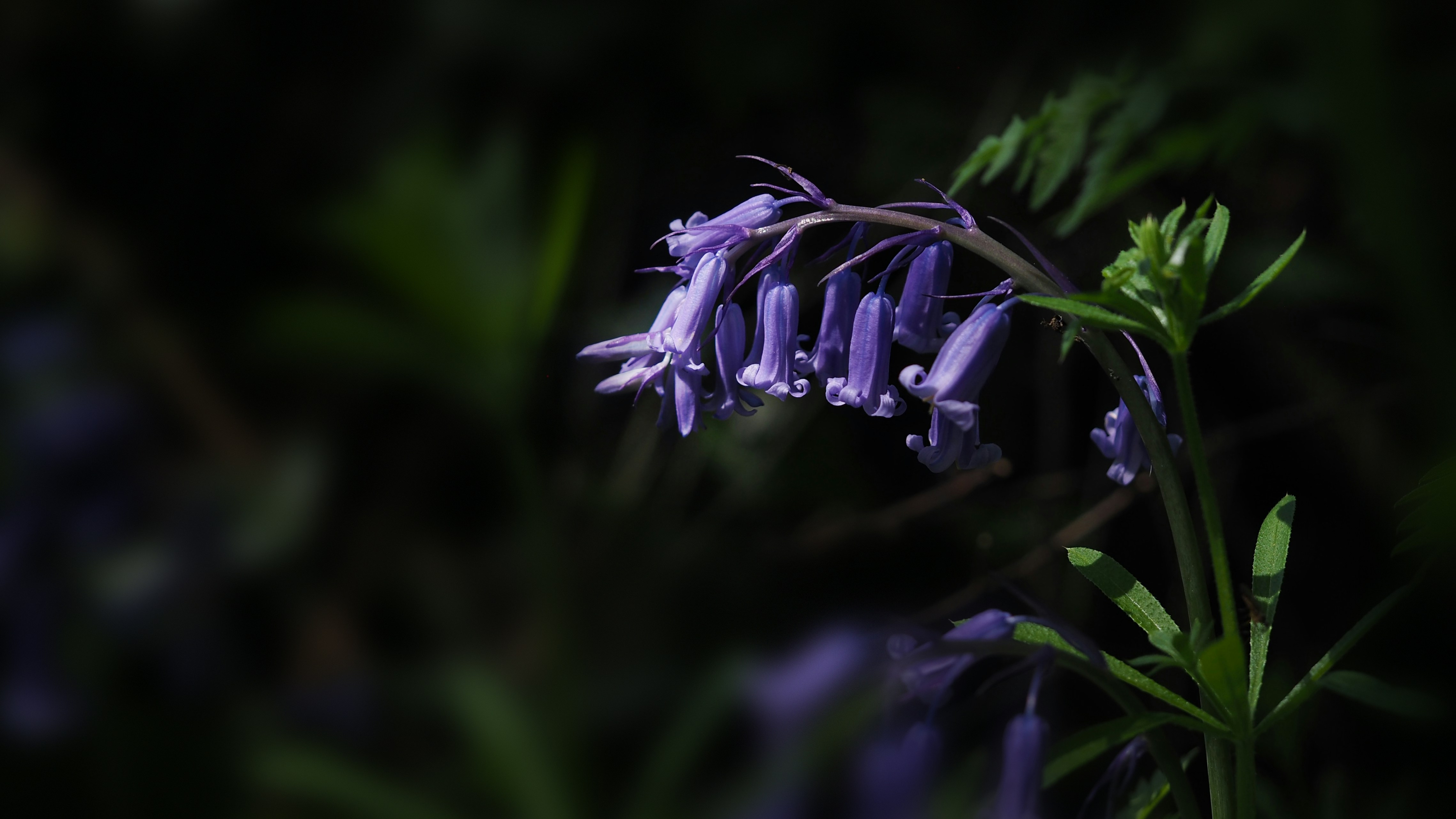 Photo by bigponorris