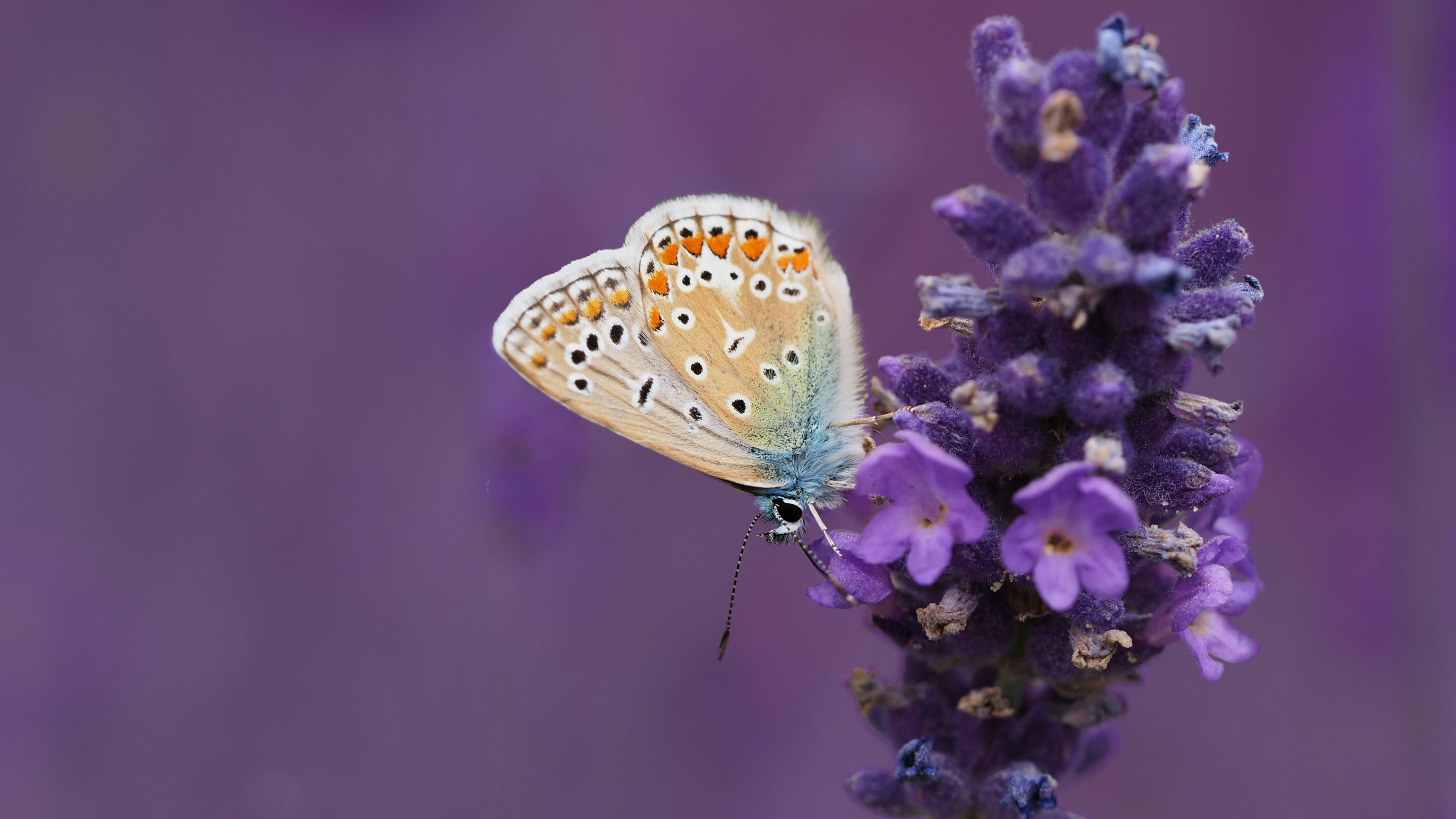 Photo by bigponorris