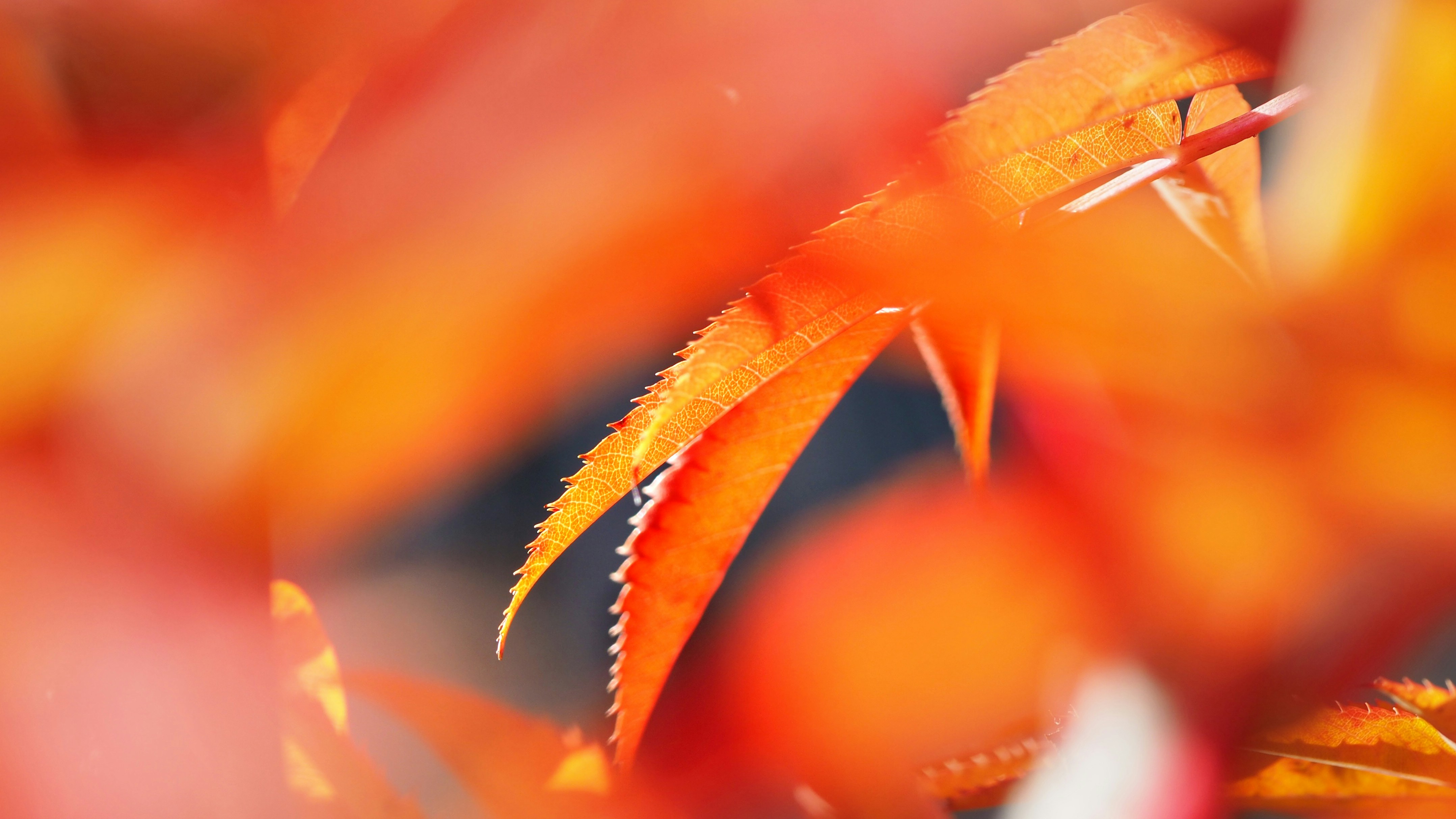 Photo by bigponorris