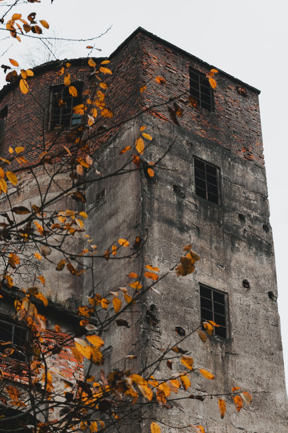 Árbol marrón con hojas amarillas cerca de un edificio de hormigón gris