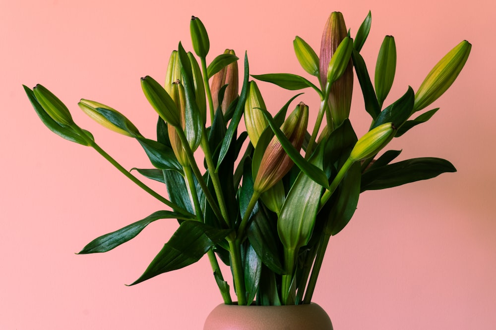 green plant on brown ceramic vase