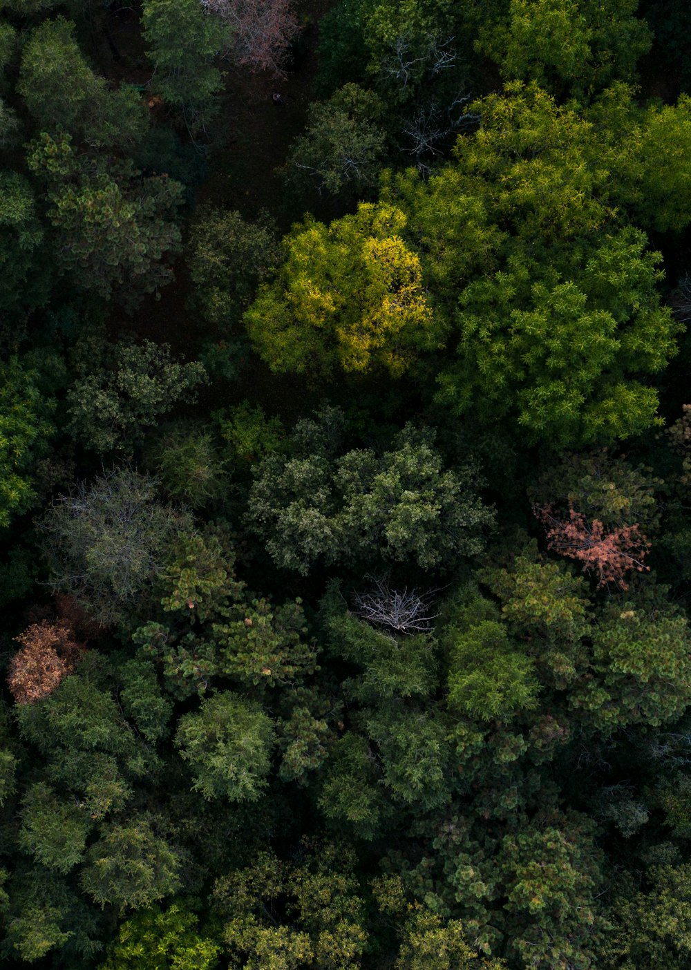 green and brown trees during daytime