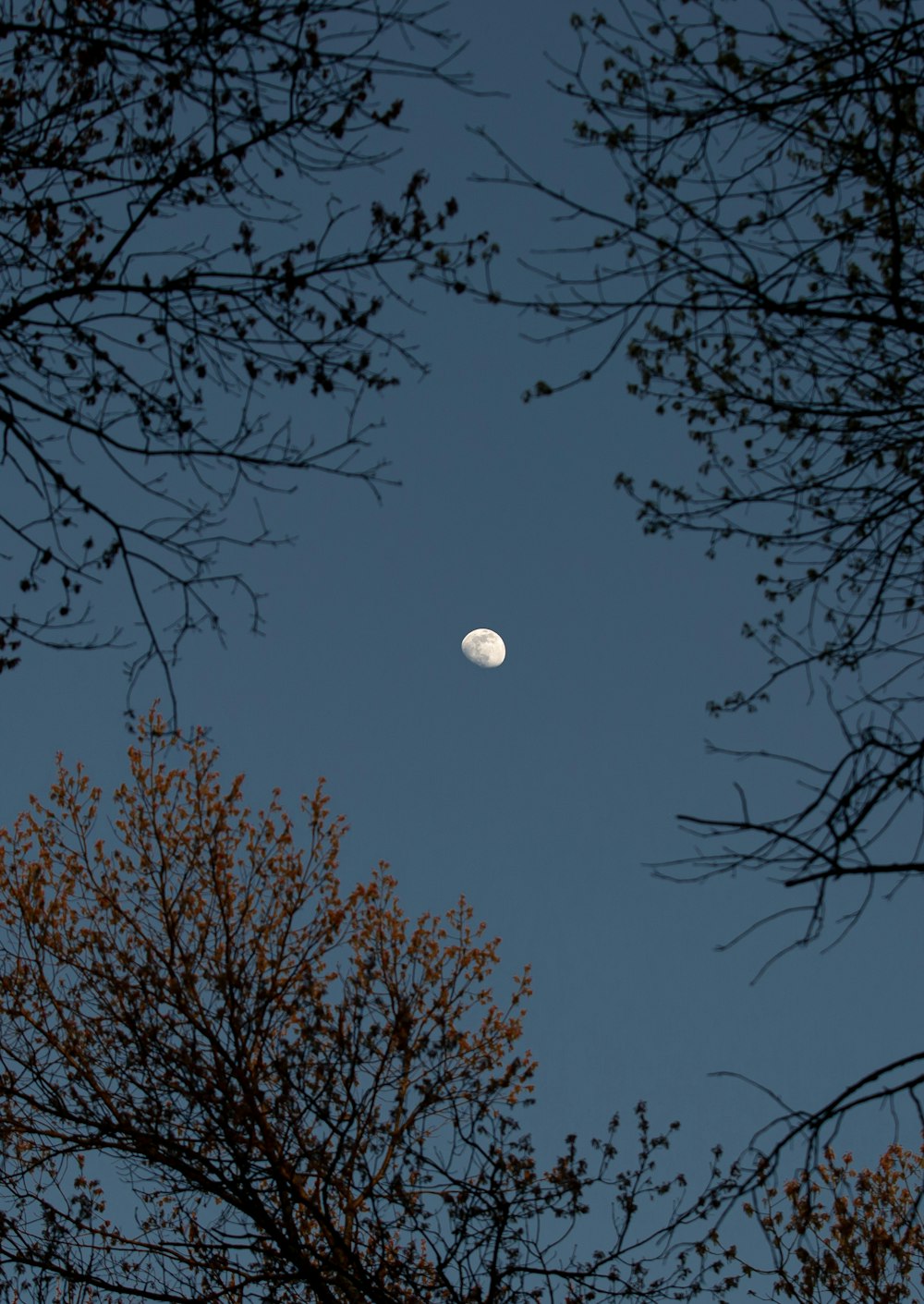 bare tree under full moon