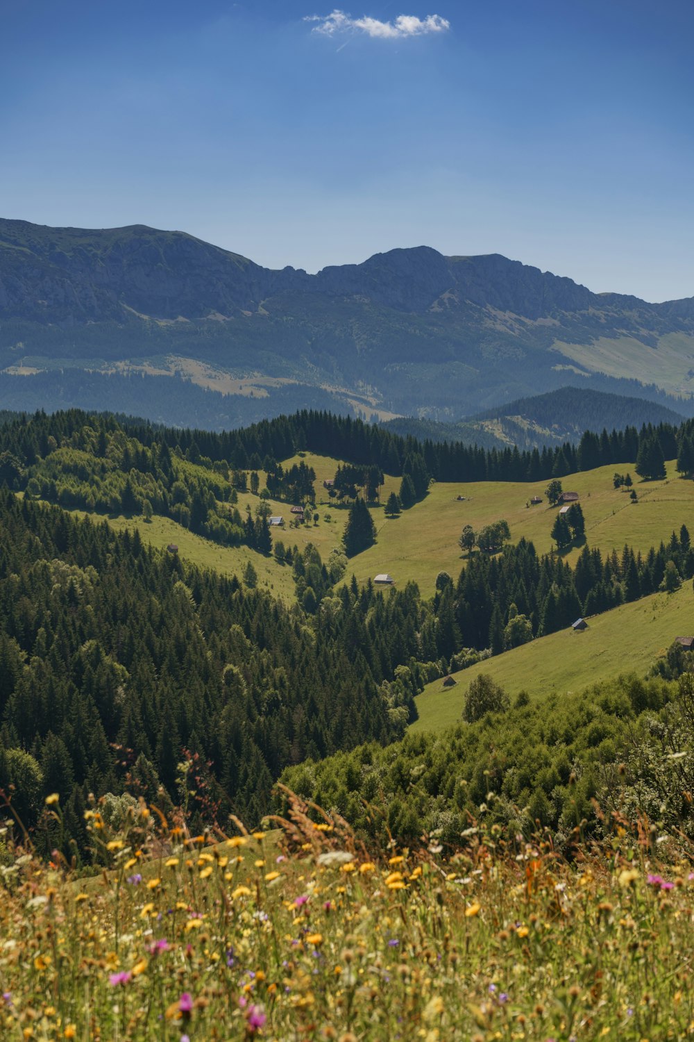 árvores verdes na montanha durante o dia