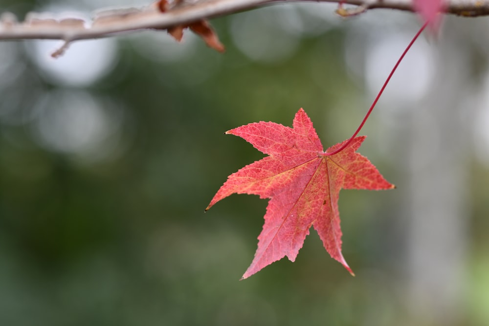 Feuille d’érable rouge en gros plan