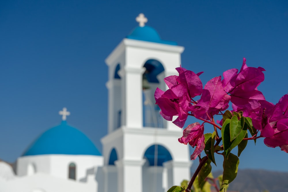 pink flower under blue sky during daytime