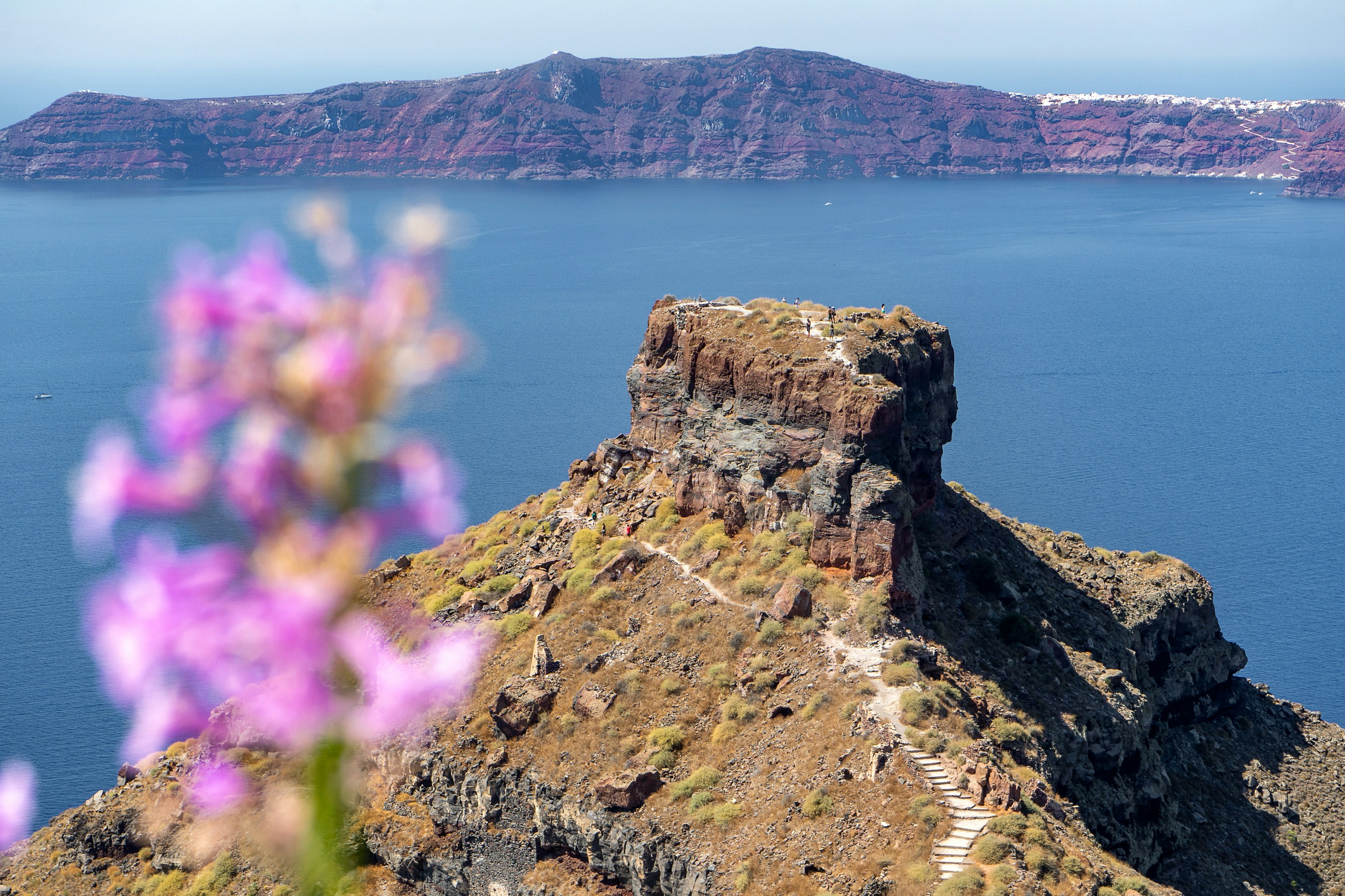 purple flowers on brown rock formation near body of water during daytime, 