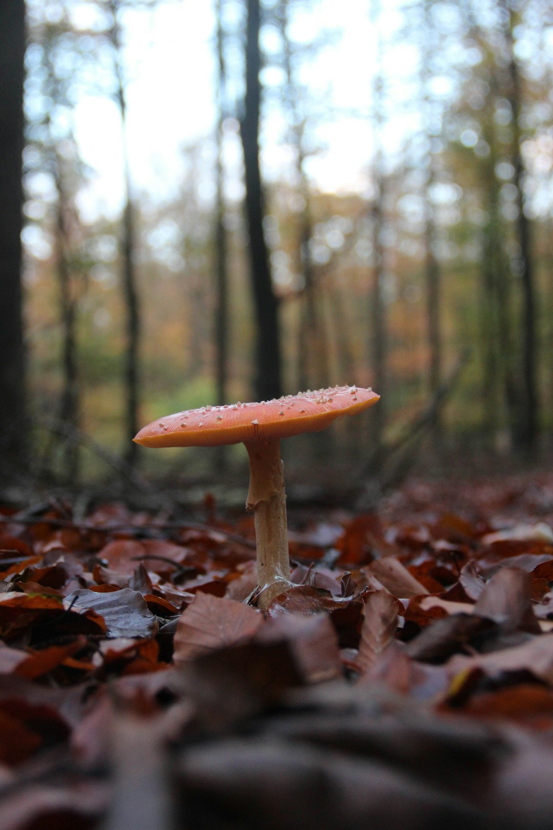 brown mushroom on brown dried leaves