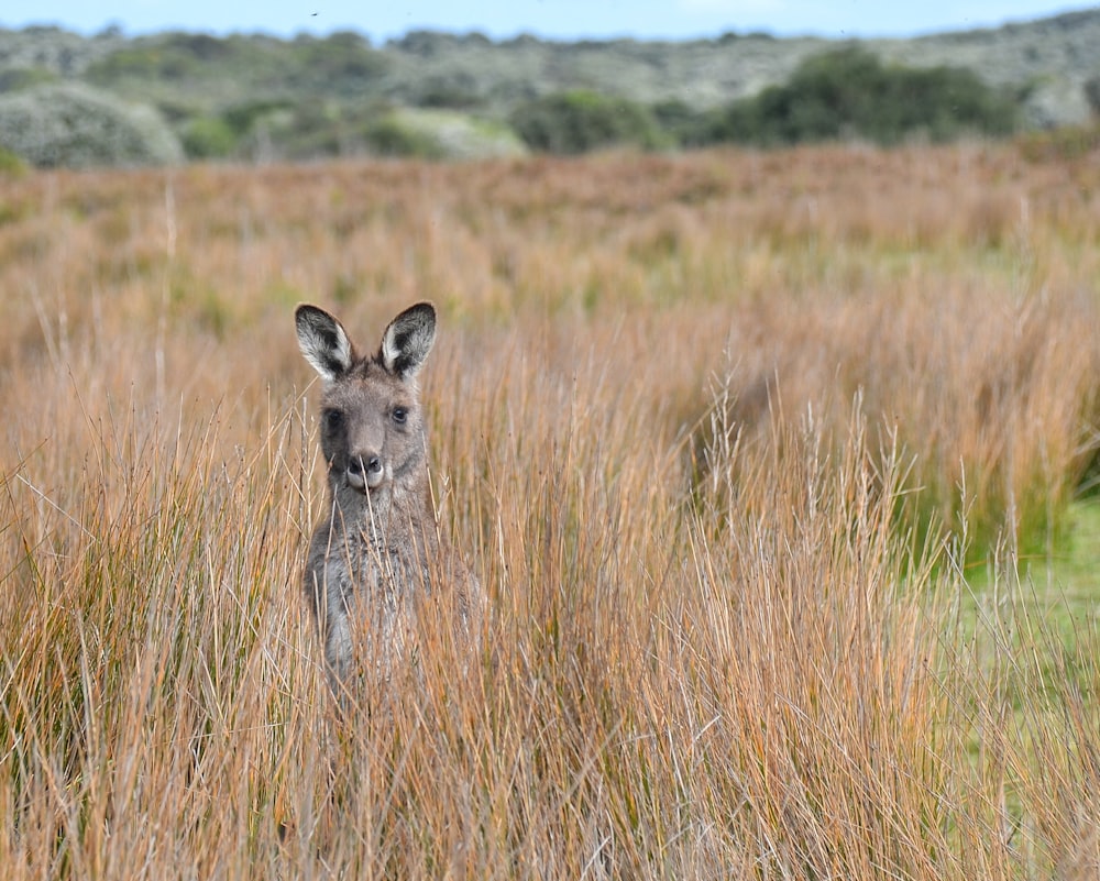 brown and black kangaroo on brown grass field during daytime