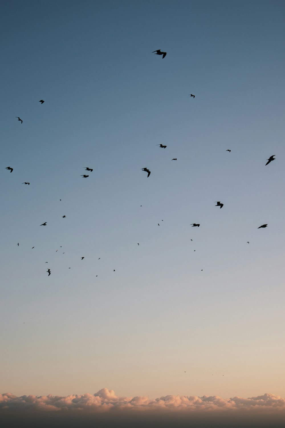 flock of birds flying during daytime