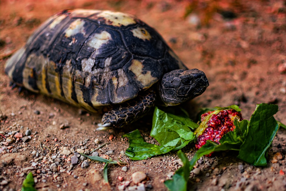 black and yellow turtle on brown soil