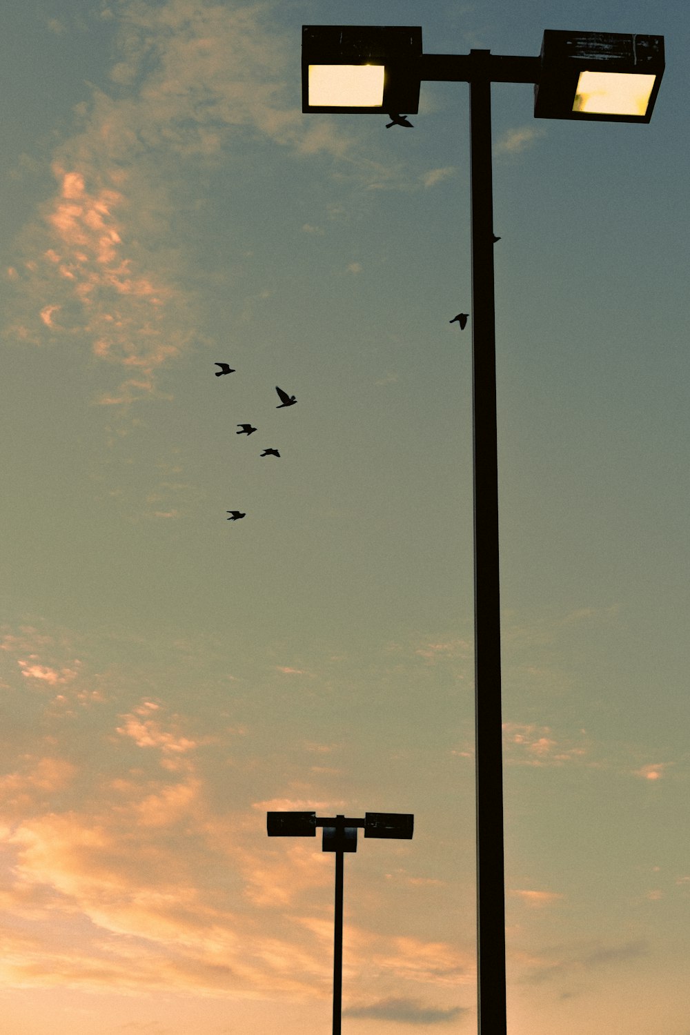 silhouette of birds flying over the street light during sunset