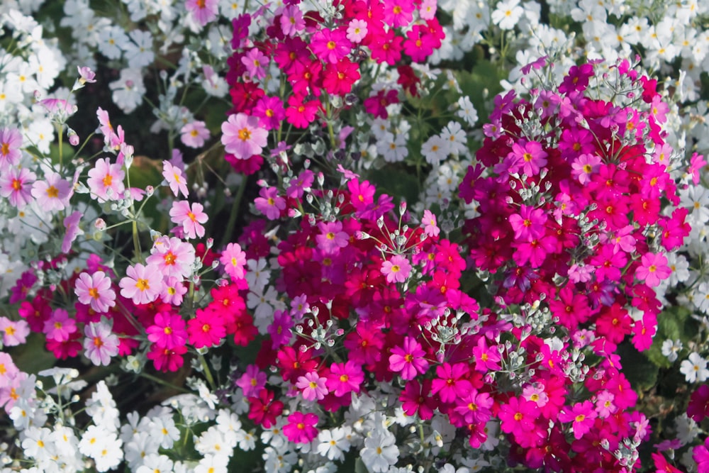 flores cor-de-rosa e brancas durante o dia