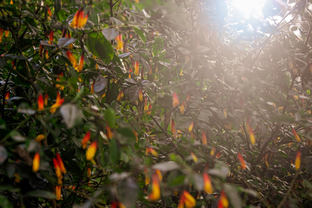 green and orange leaves during daytime