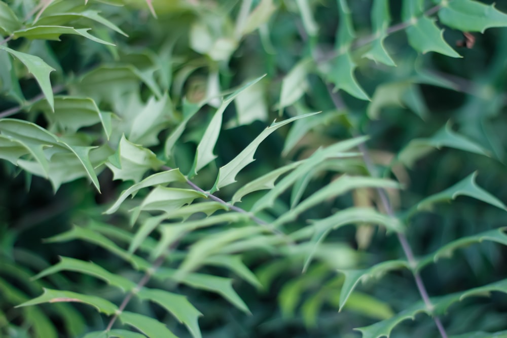 green leaves in tilt shift lens