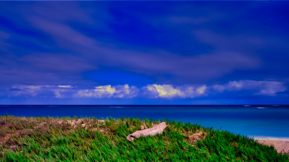 green grass field near body of water under blue sky