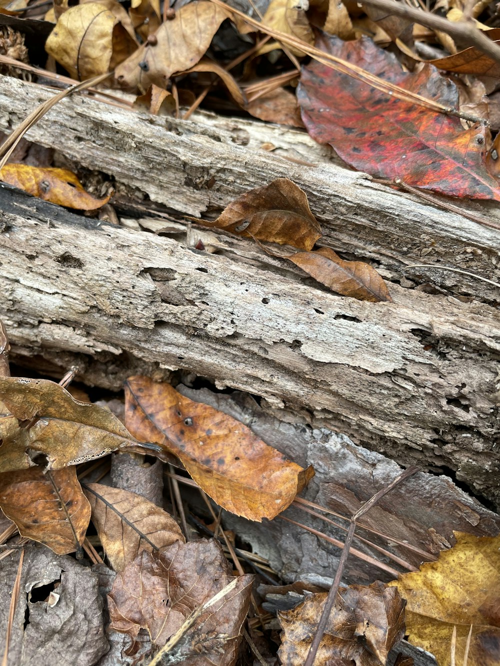 brown dried leaves on brown wood