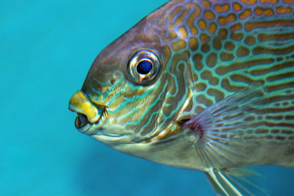 水中の黄色と灰色の魚