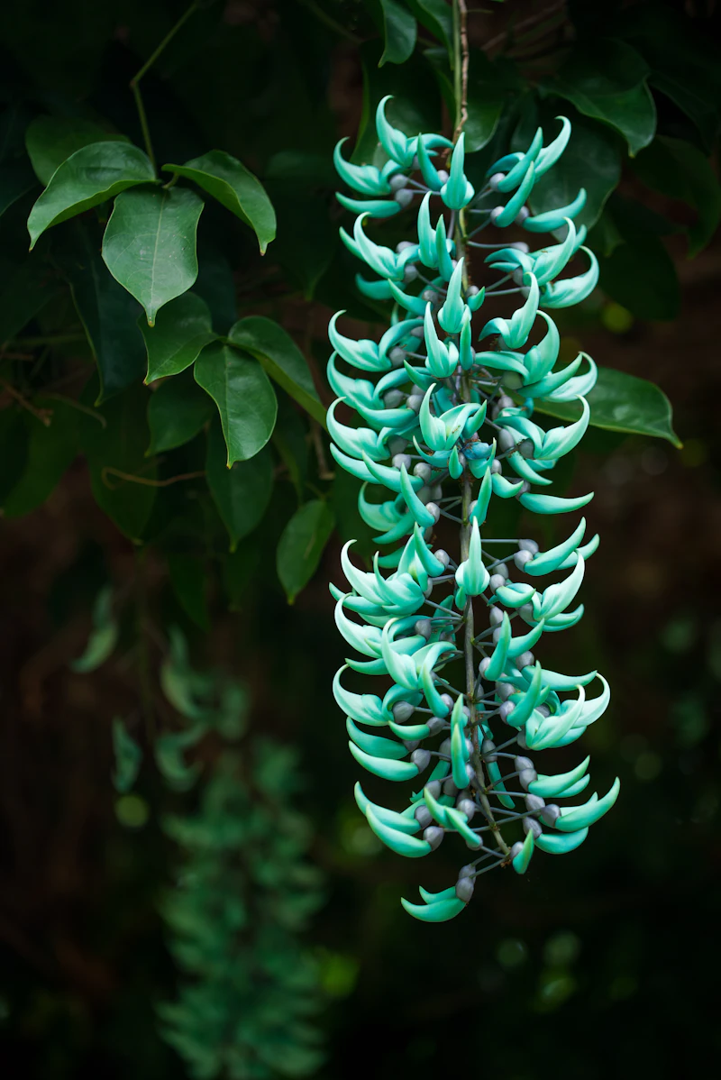 Jade Vine