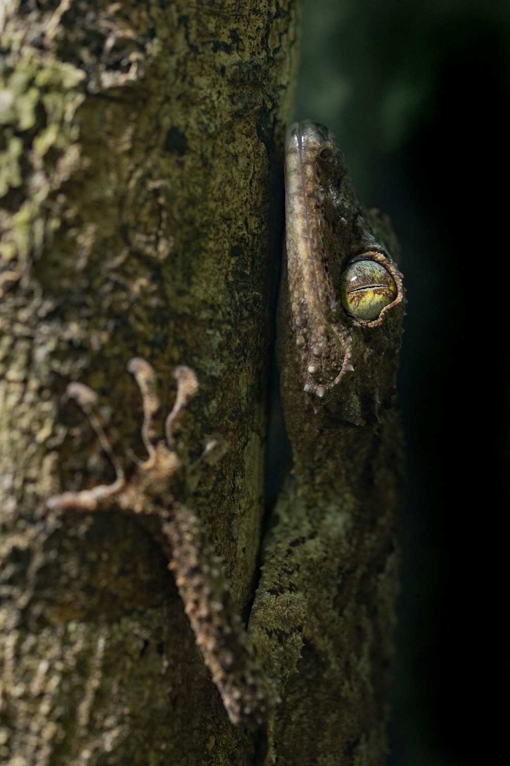 brown and white lizard on brown tree branch