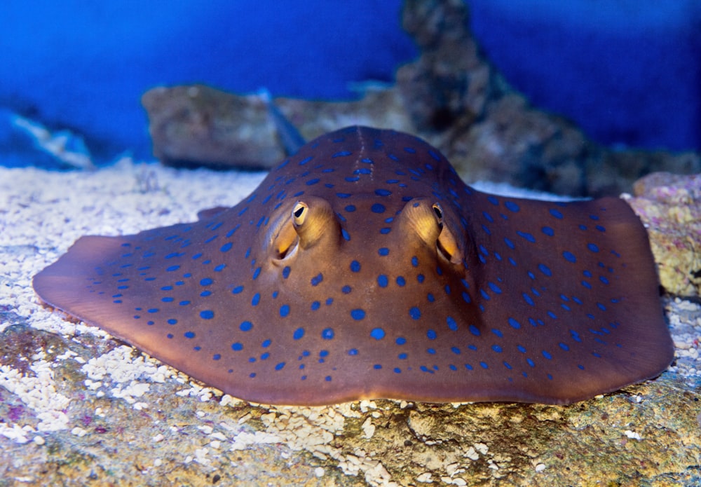 black and white polka dot fish