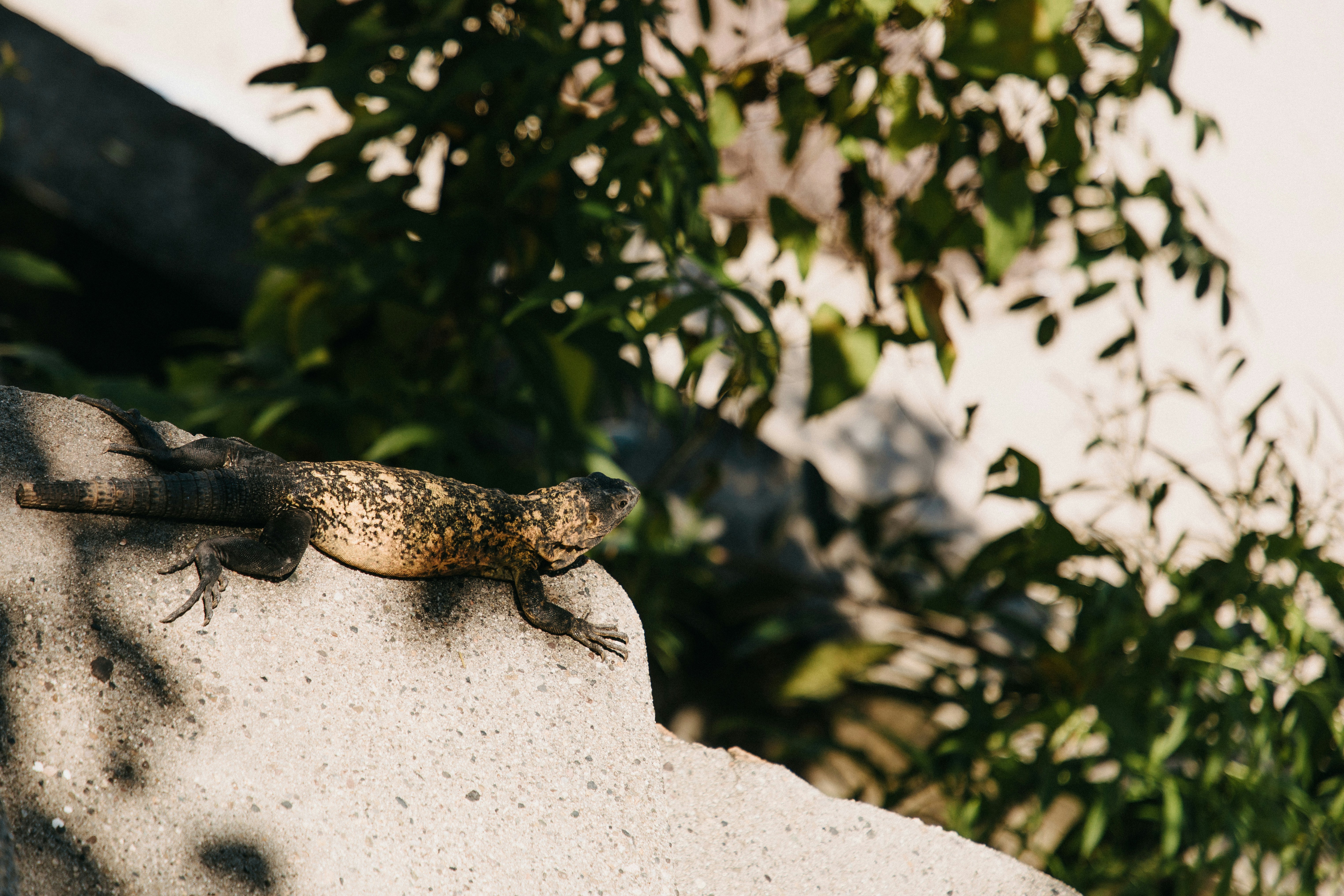 Photo by miguelheezg