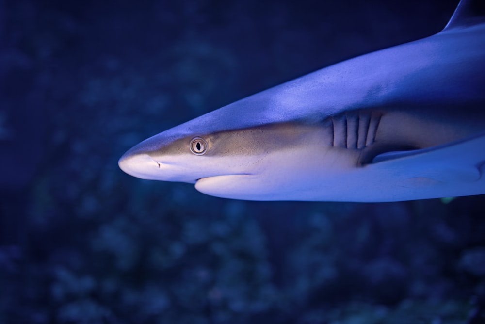 blue and white shark underwater