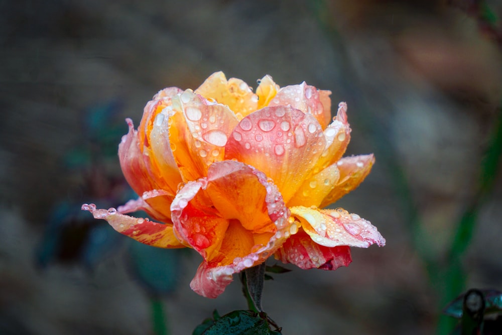 yellow flower in tilt shift lens