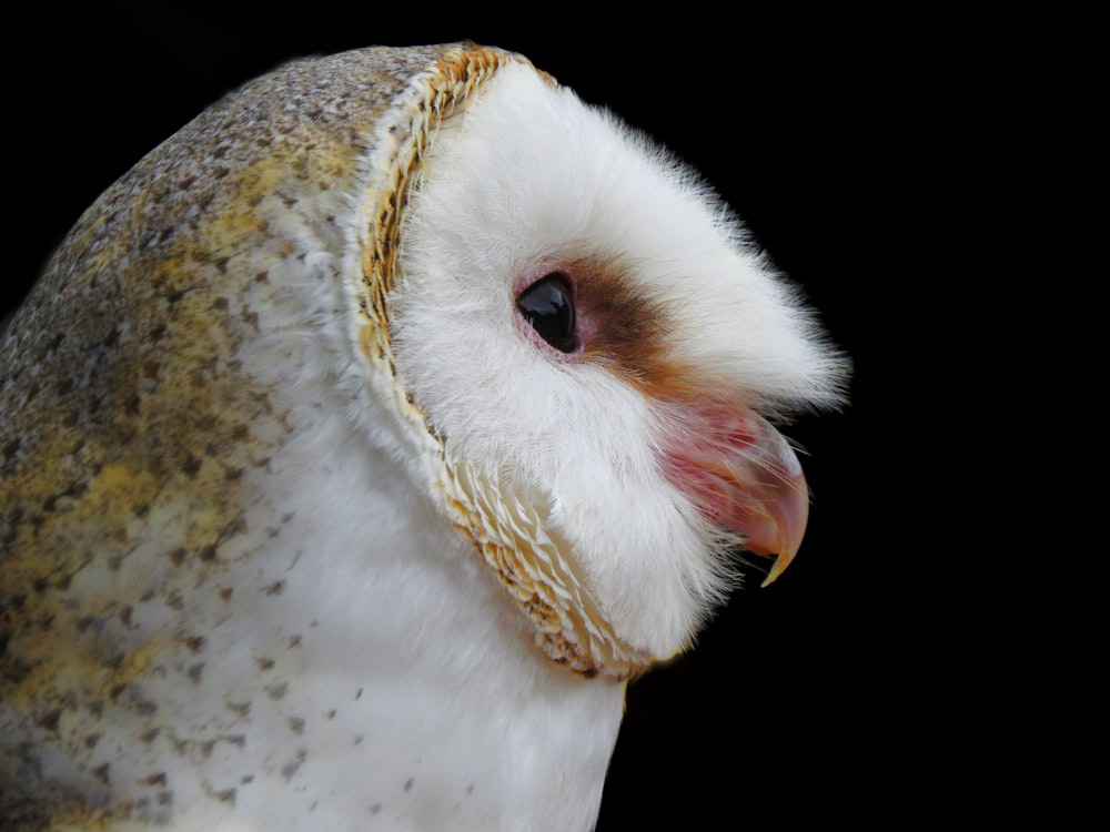 white and brown owl with yellow eyes