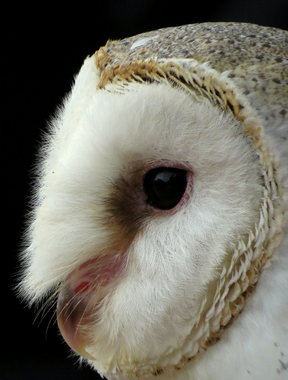 white and brown fur animal