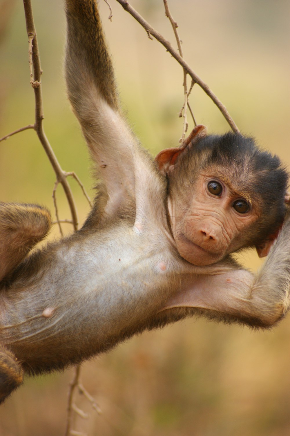 brown monkey on brown tree branch